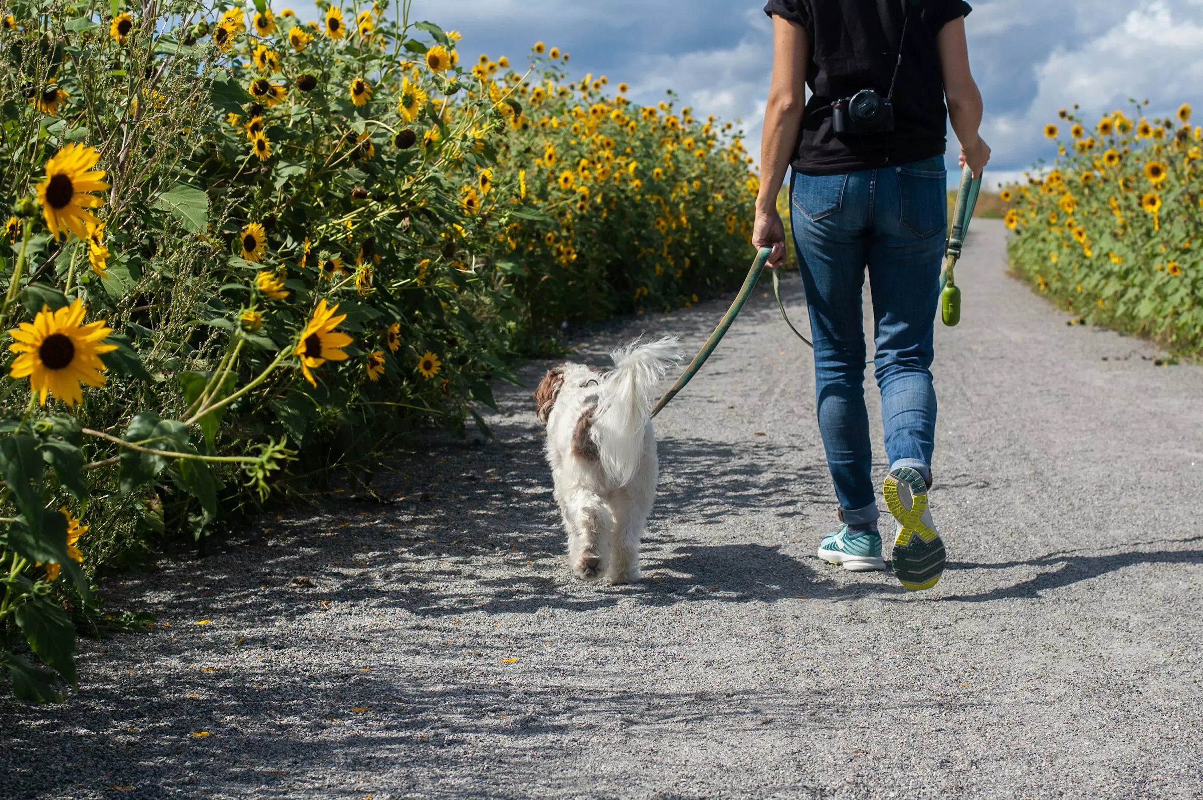 How Often Should My Dog Poop?