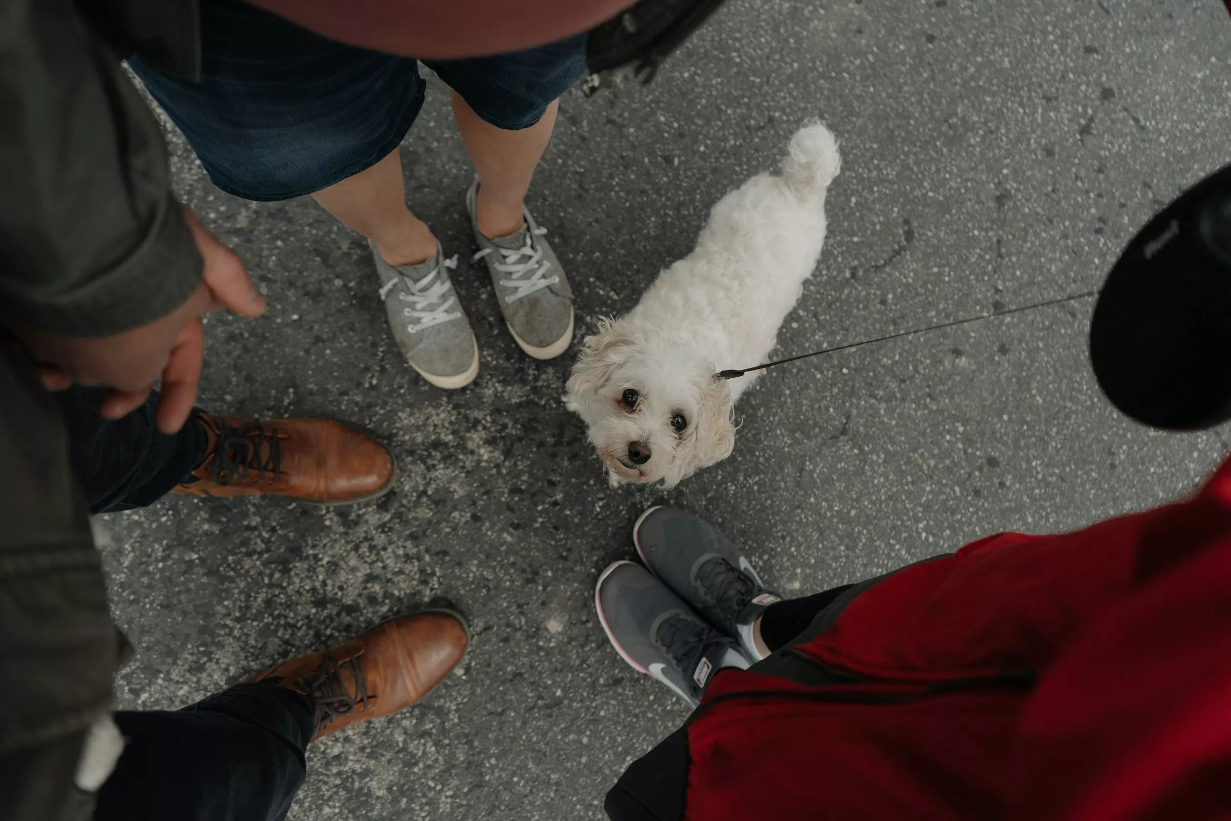 Why Short Walks Can Be Better Than Long Ones Canine Culture