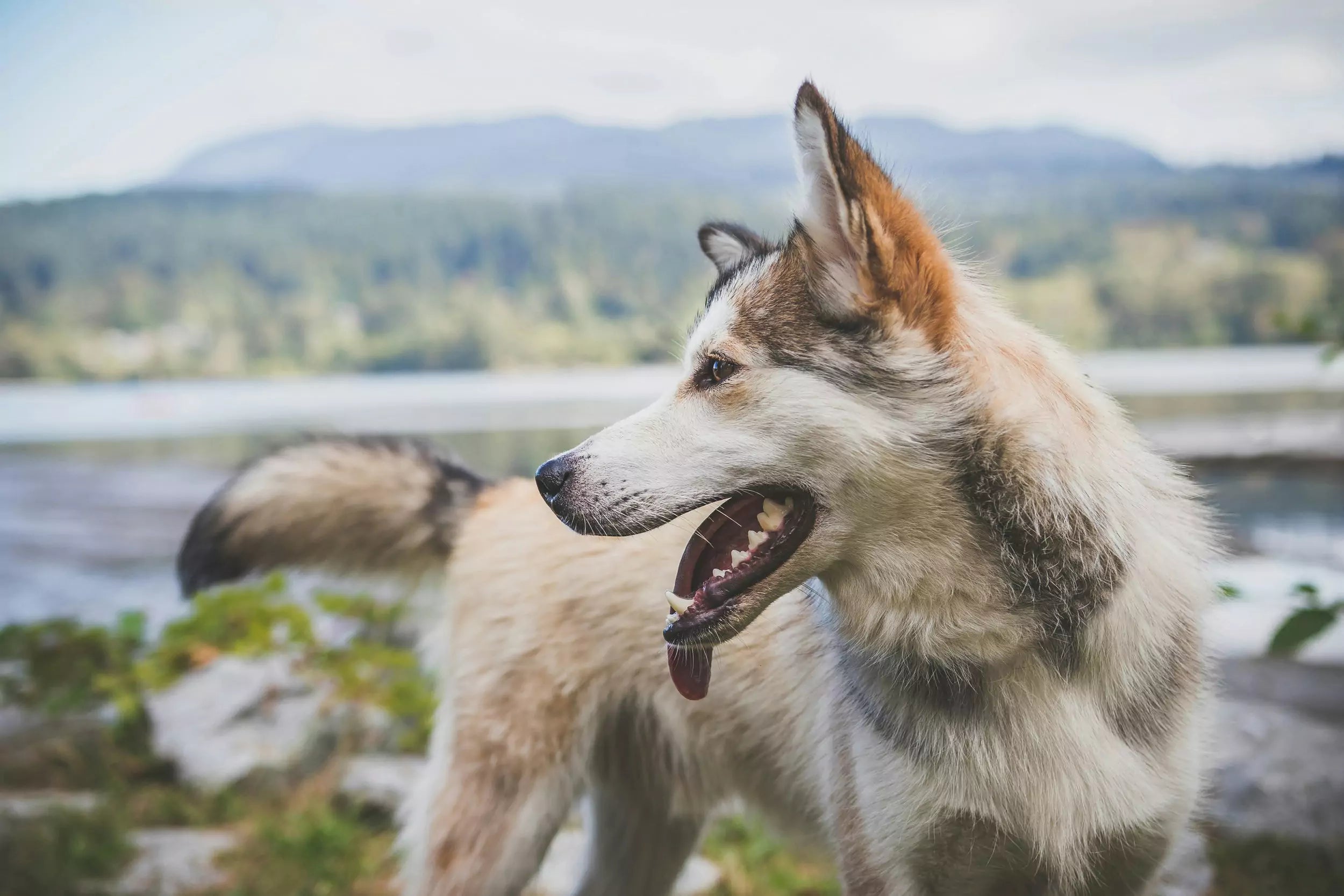 Why Do Dogs Have Different Coat Types?