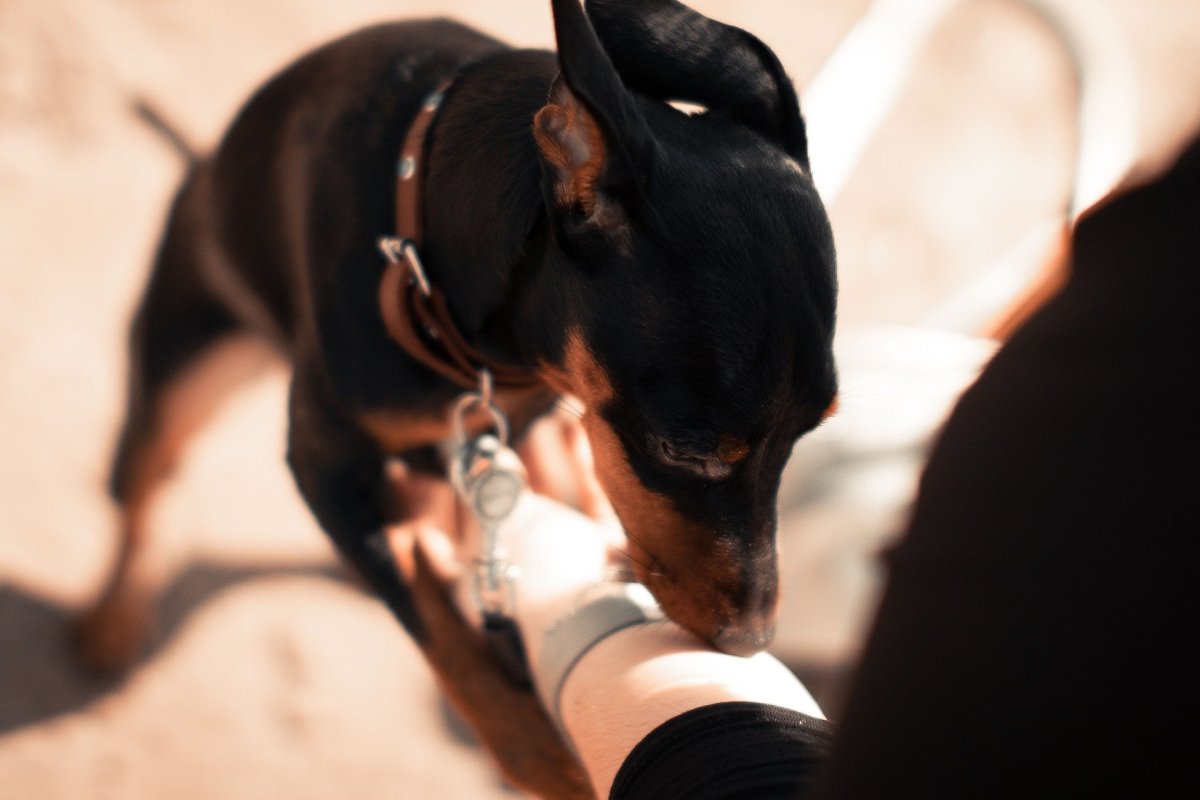Canine Superpowers: Can Dogs Sniff Out Cancer? - Canine Culture