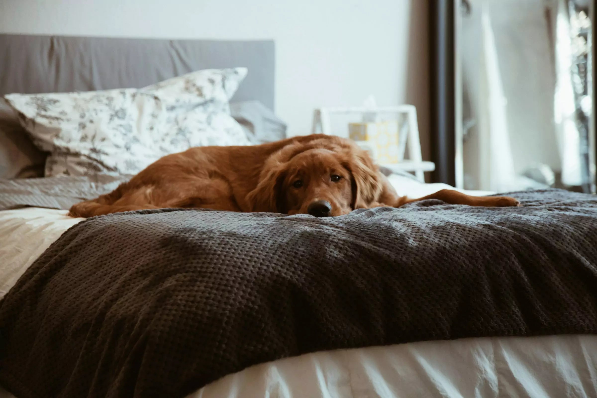 3 Ways to Help Your Dog Overcome Separation Anxiety