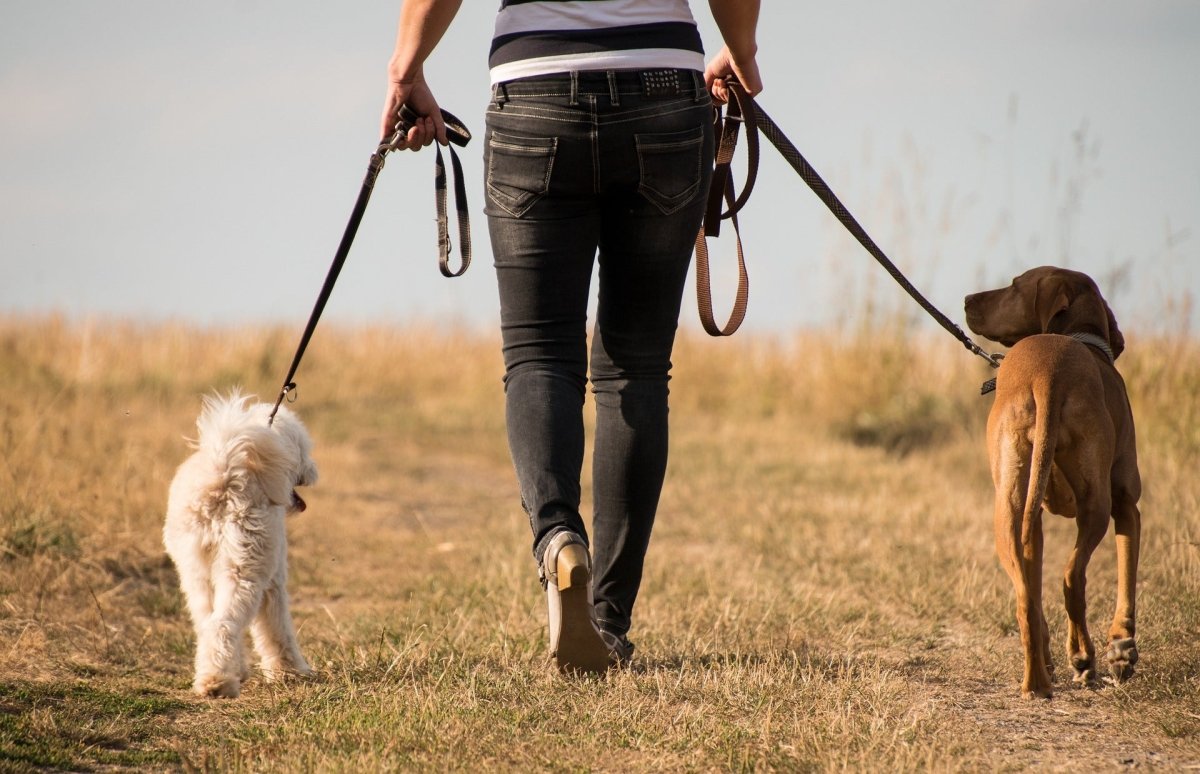 Do You Need to Walk Your Dog Every Day? - Canine Culture