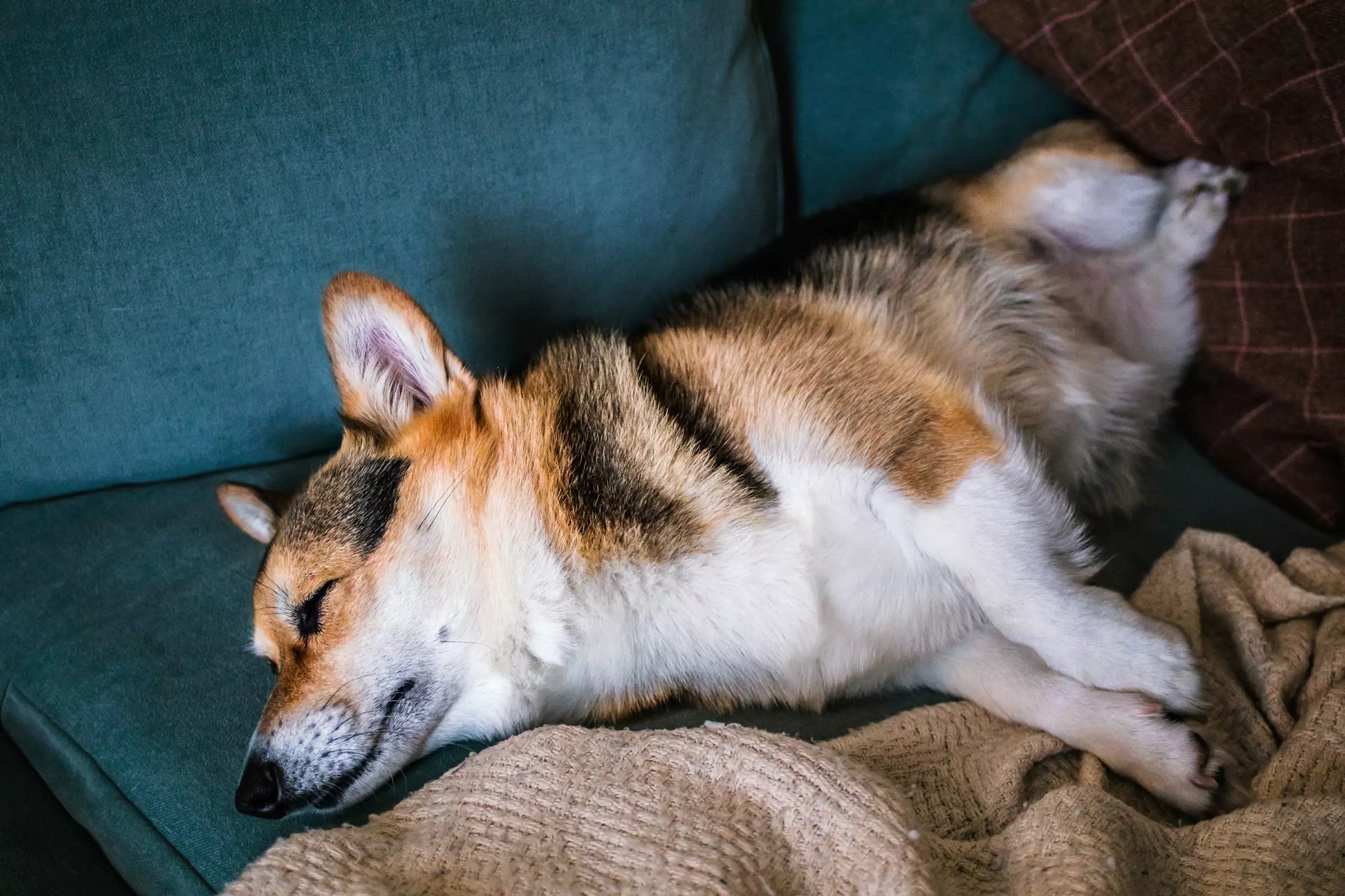 Are Dogs Evolving Faster Than Humans?