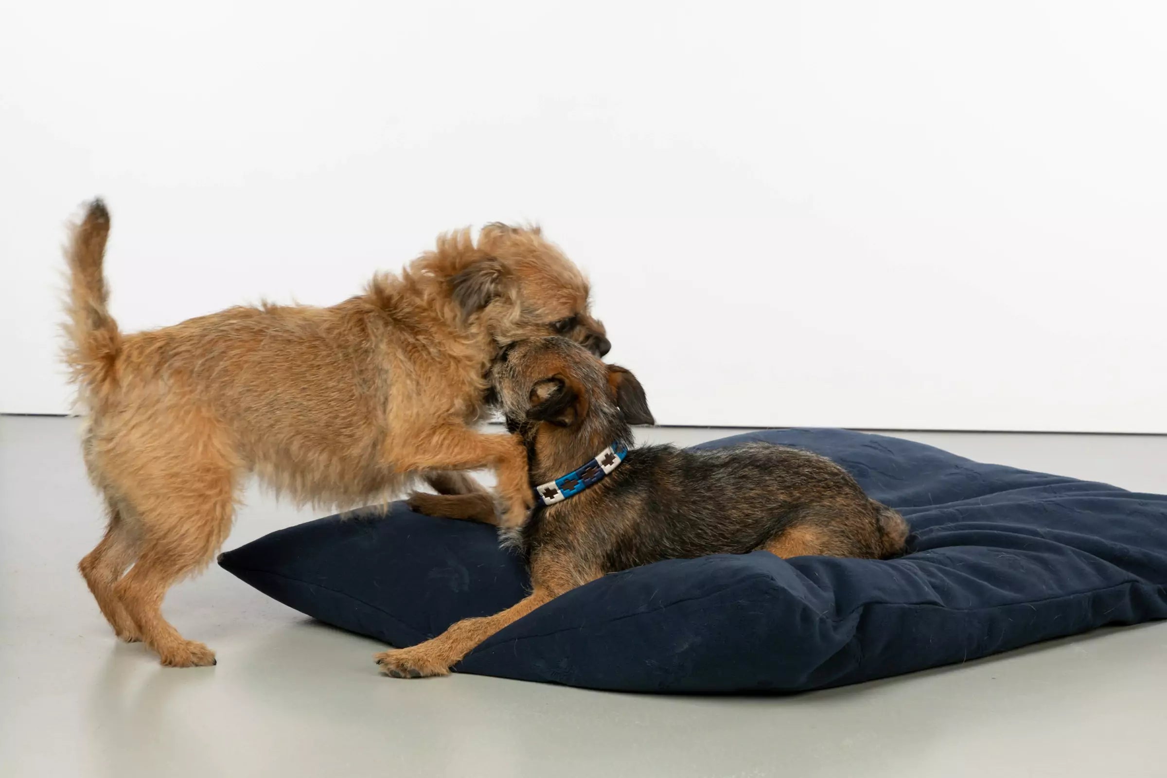 Can Dogs Recognise Different Languages?