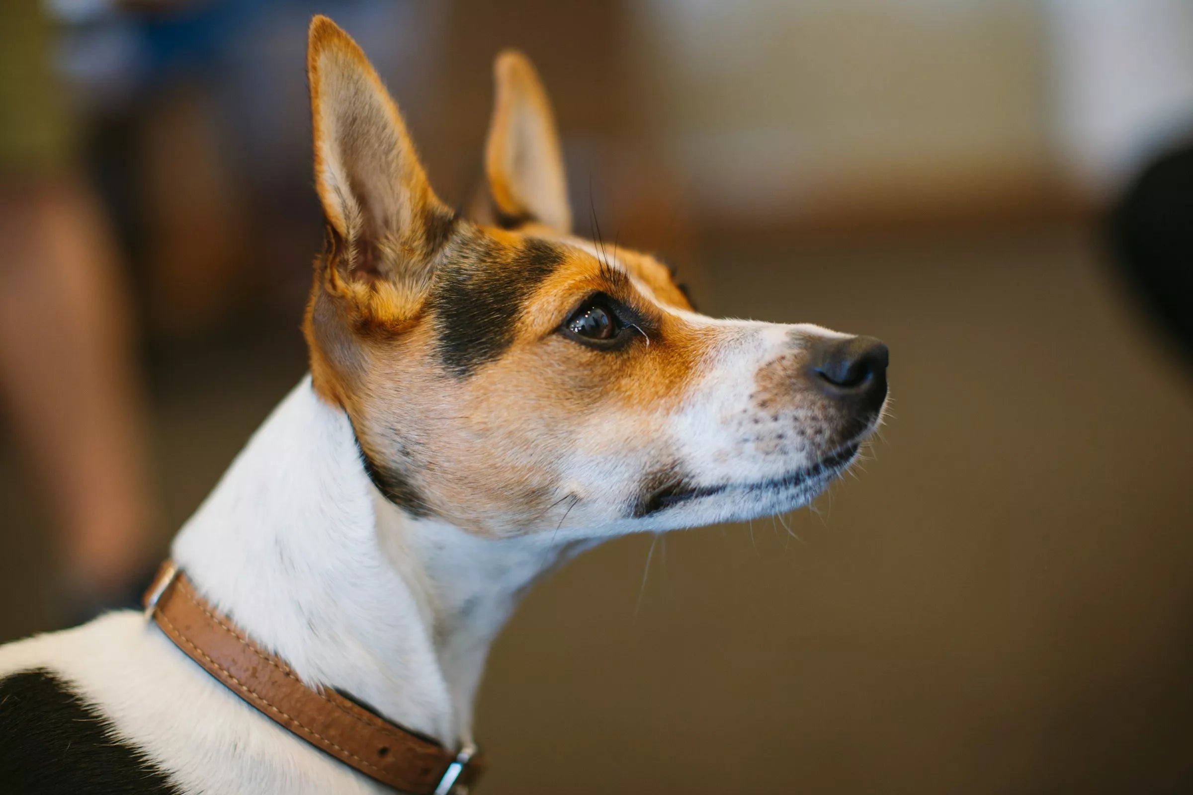 100 Words Dogs Understand (Full List + What They Actually Mean)