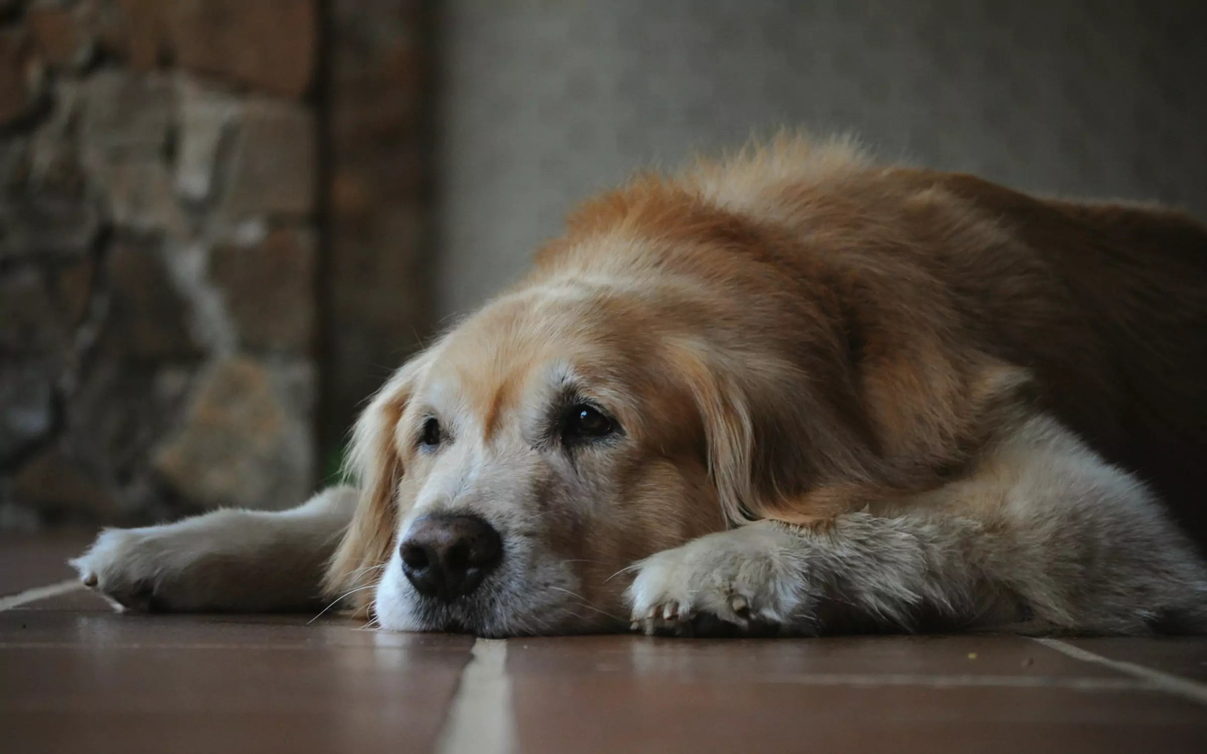 Best Diets for Senior Dogs