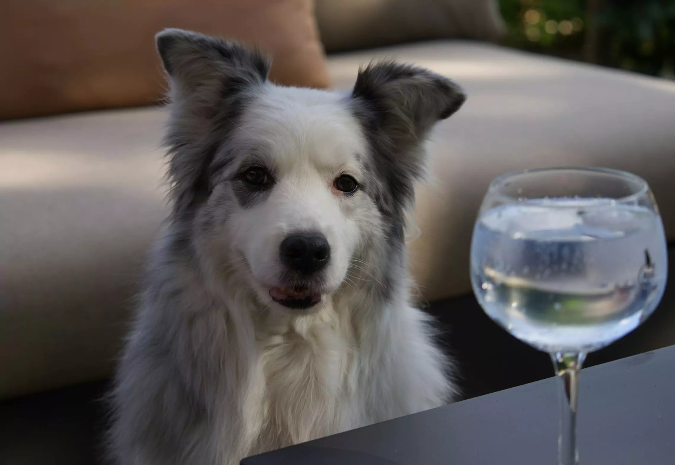 How Much Water Should a Dog Drink a Day Canine Culture