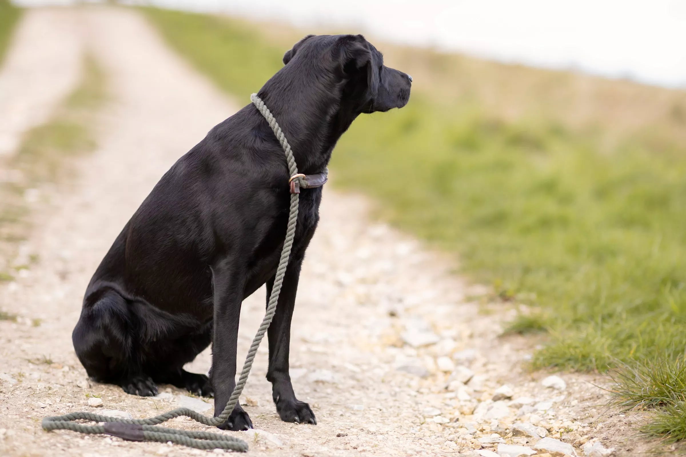 Types of Dog Leads: Which One Is Right for Your Dog?