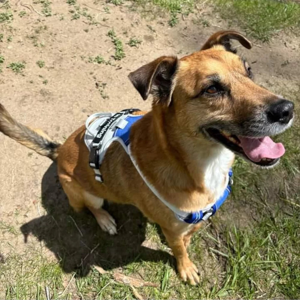 CUSTOM DOG HARNESS CANINE CULTURE