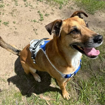 CUSTOM DOG HARNESS CANINE CULTURE