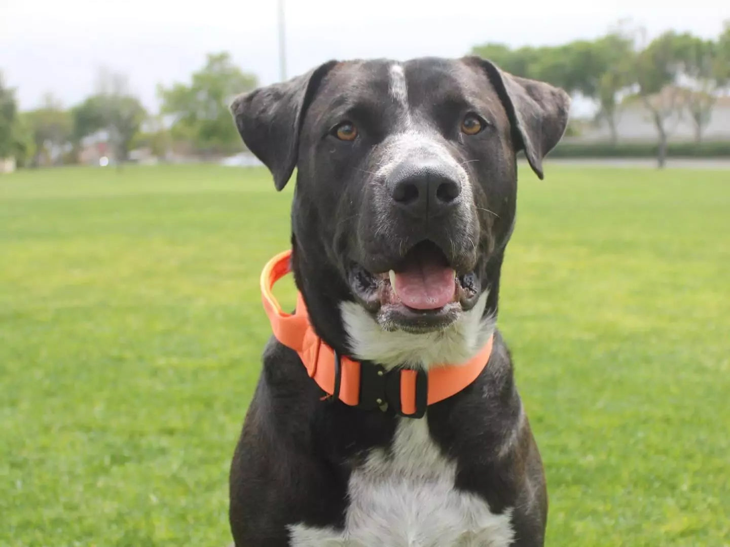 CANINE CULTURE DOG COLLARS