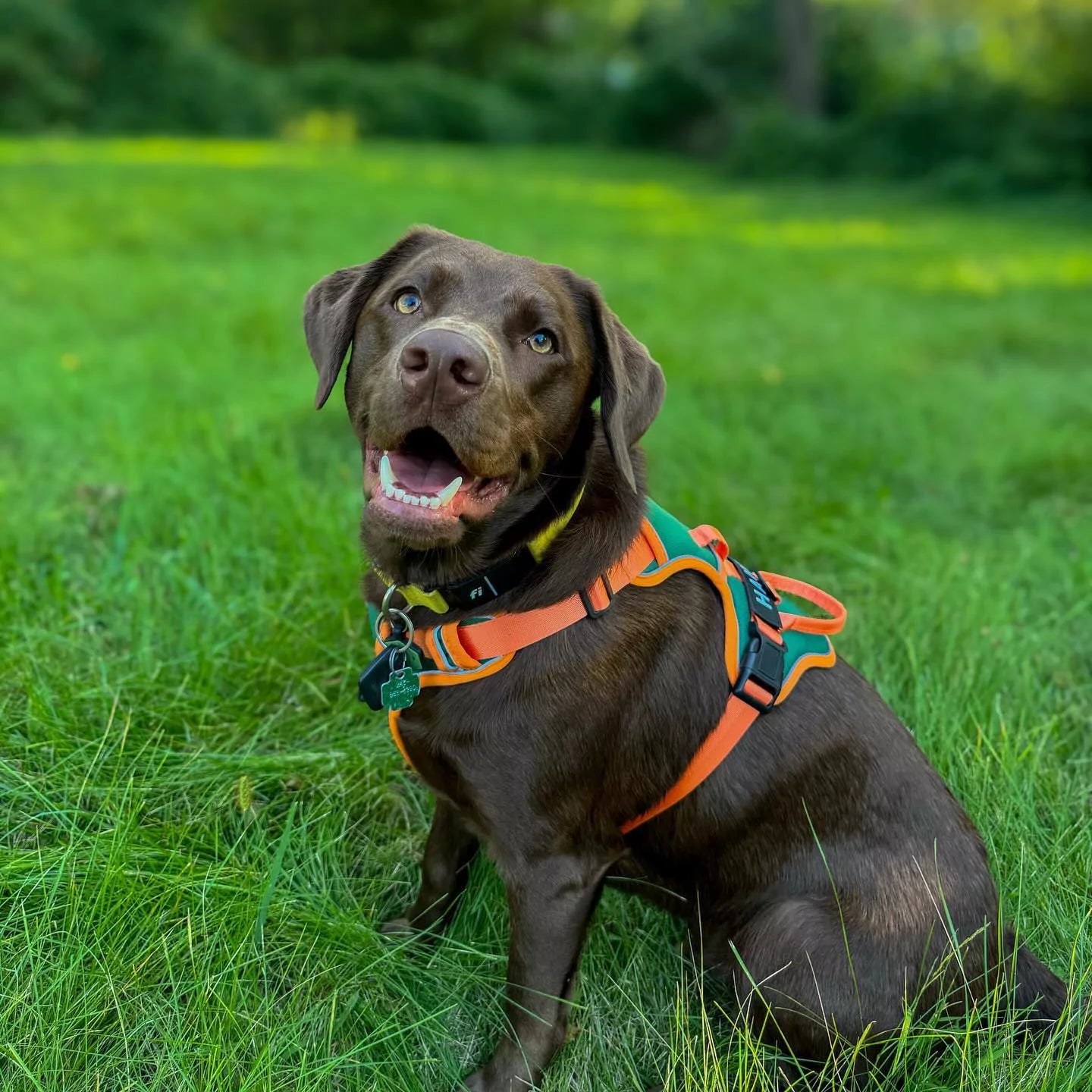 CANINE CULTURE CUSTOM DOG HARNESS 2TLE (3)