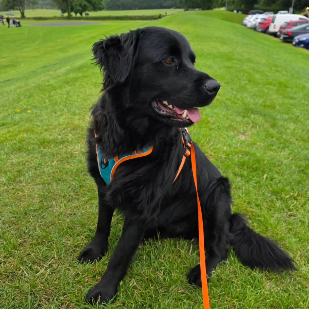 CUSTOM DOG HARNESS CANINE CULTURE