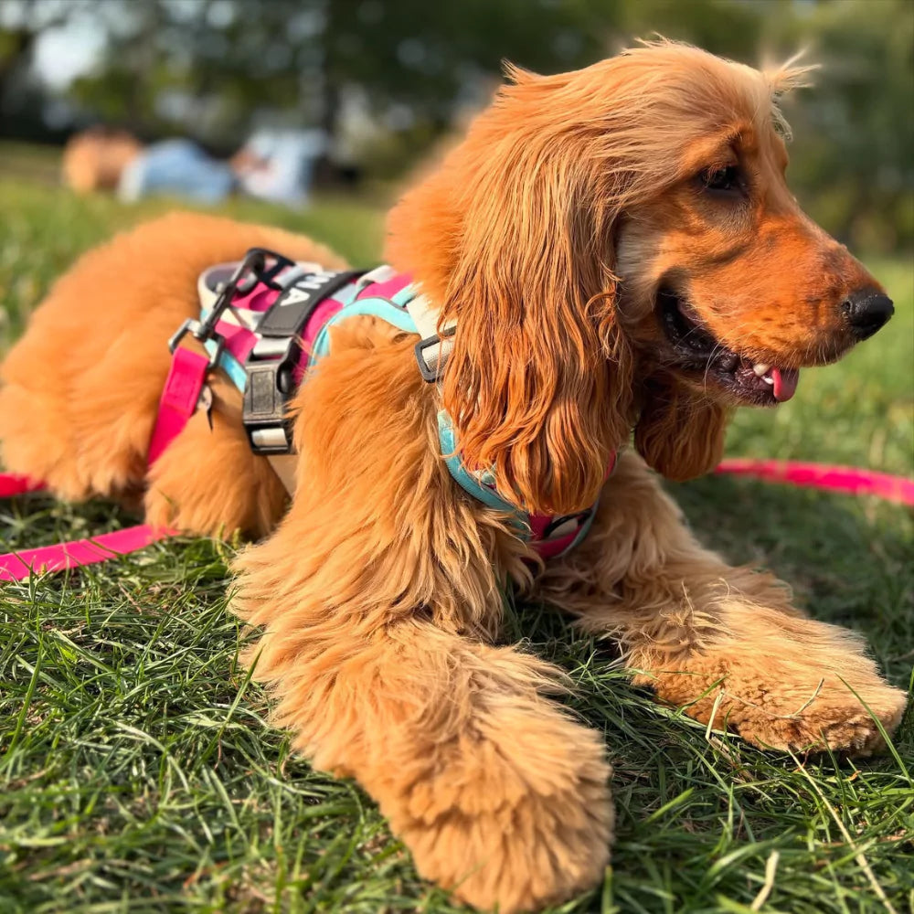 pink CANINE CULTURE CUSTOM DOG HARNESS