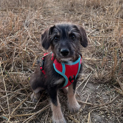 red CANINE CULTURE CUSTOM DOG HARNESS