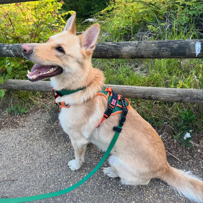 CUSTOM DOG HARNESS CANINE CULTURE