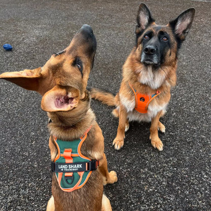 CANINE CULTURE CUSTOM DOG HARNESS