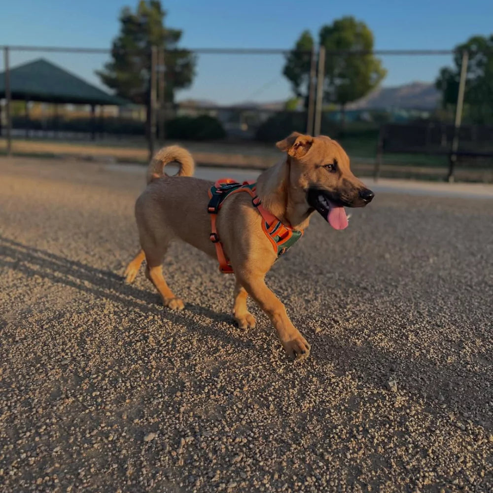 CUSTOM DOG HARNESS CANINE CULTURE
