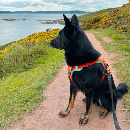 Orange Cyan Custom Canine Dog Y Harness | 2TLE