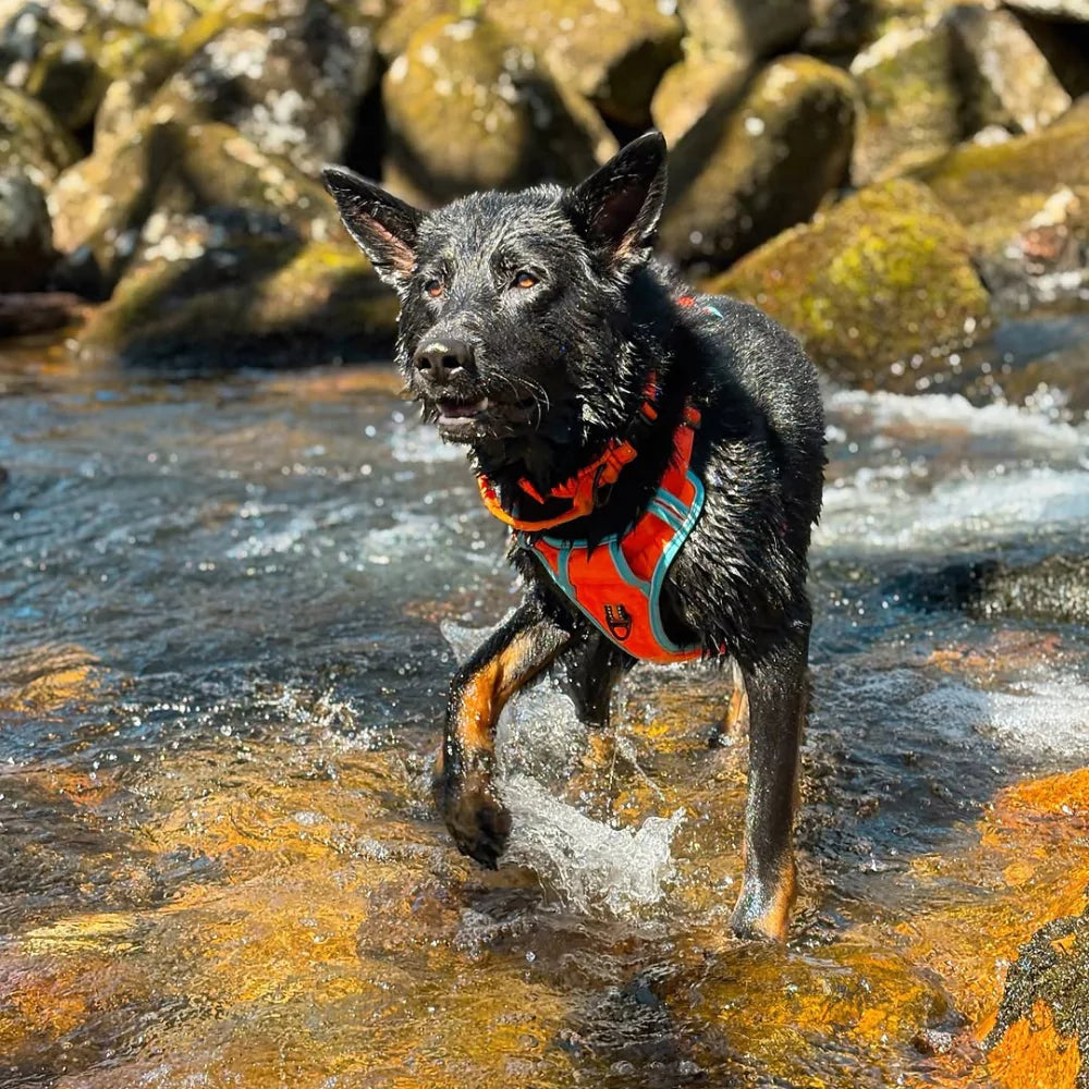 CUSTOM DOG HARNESS CANINE CULTURE