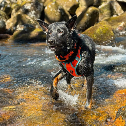 CUSTOM DOG HARNESS CANINE CULTURE