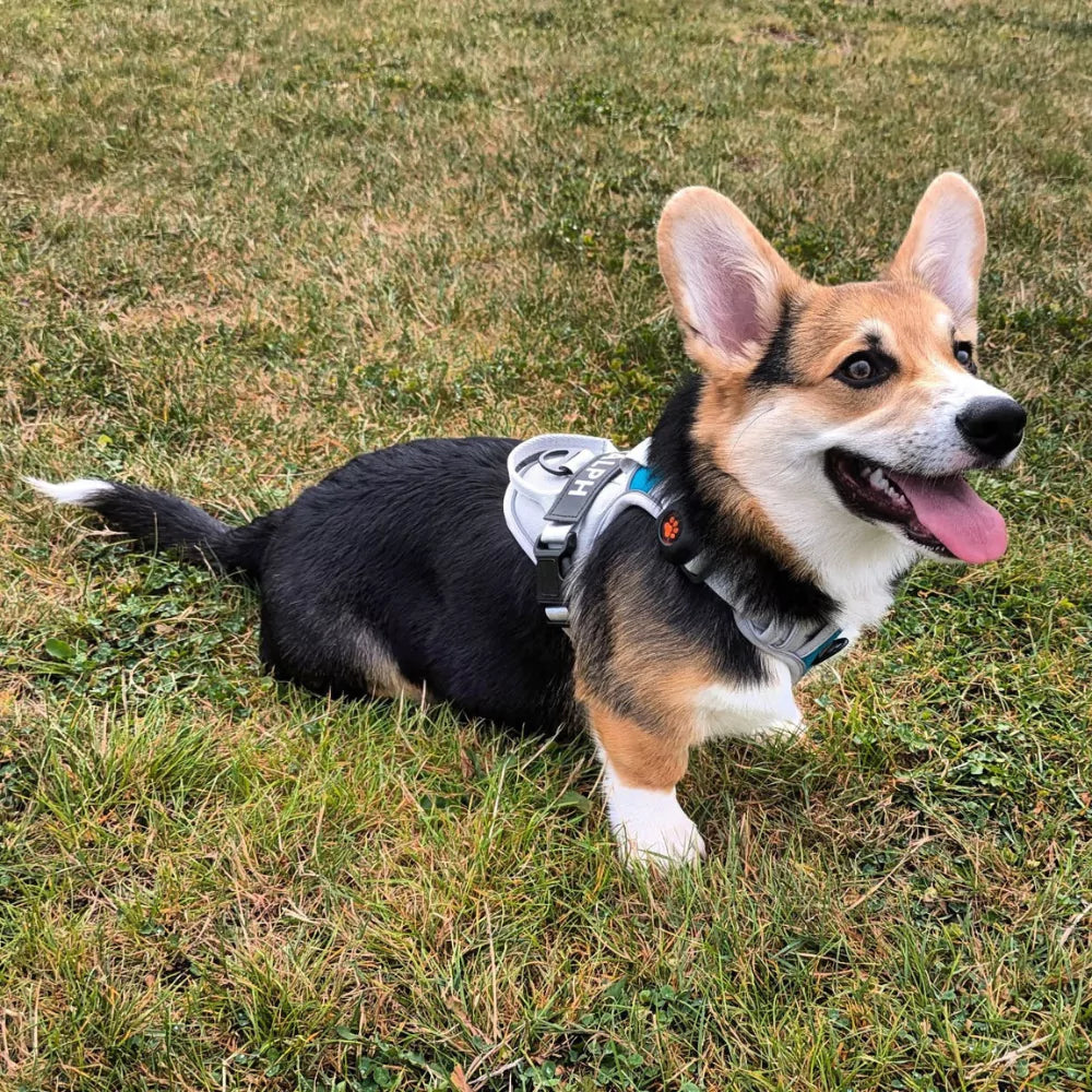 CUSTOM DOG HARNESS CANINE CULTURE