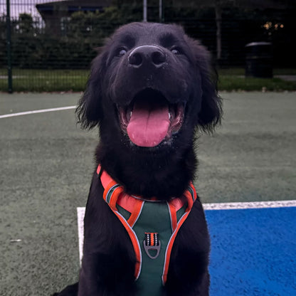 CUSTOM DOG HARNESS CANINE CULTURE