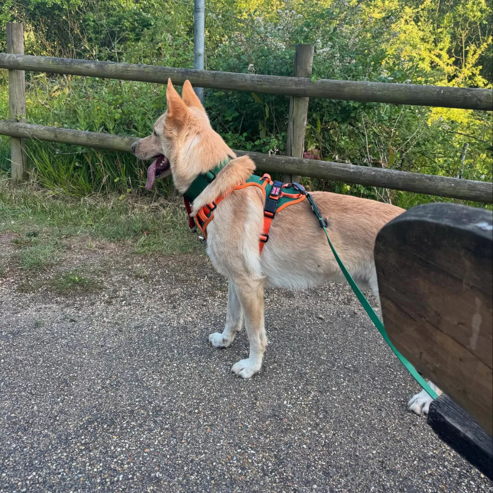 CUSTOM DOG HARNESS CANINE CULTURE