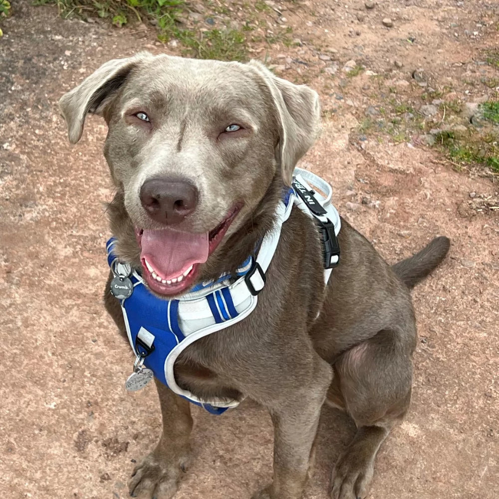 CUSTOM DOG HARNESS CANINE CULTURE