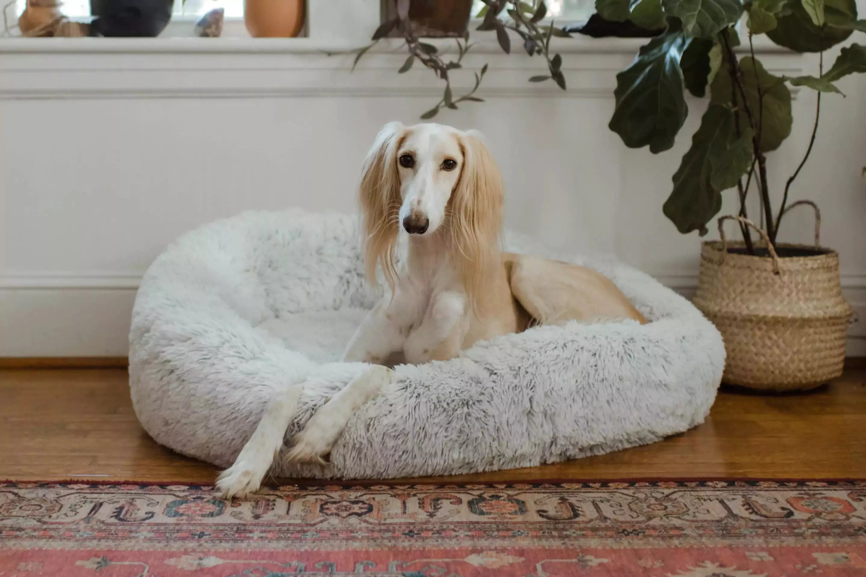 Canine Culture Dog Beds