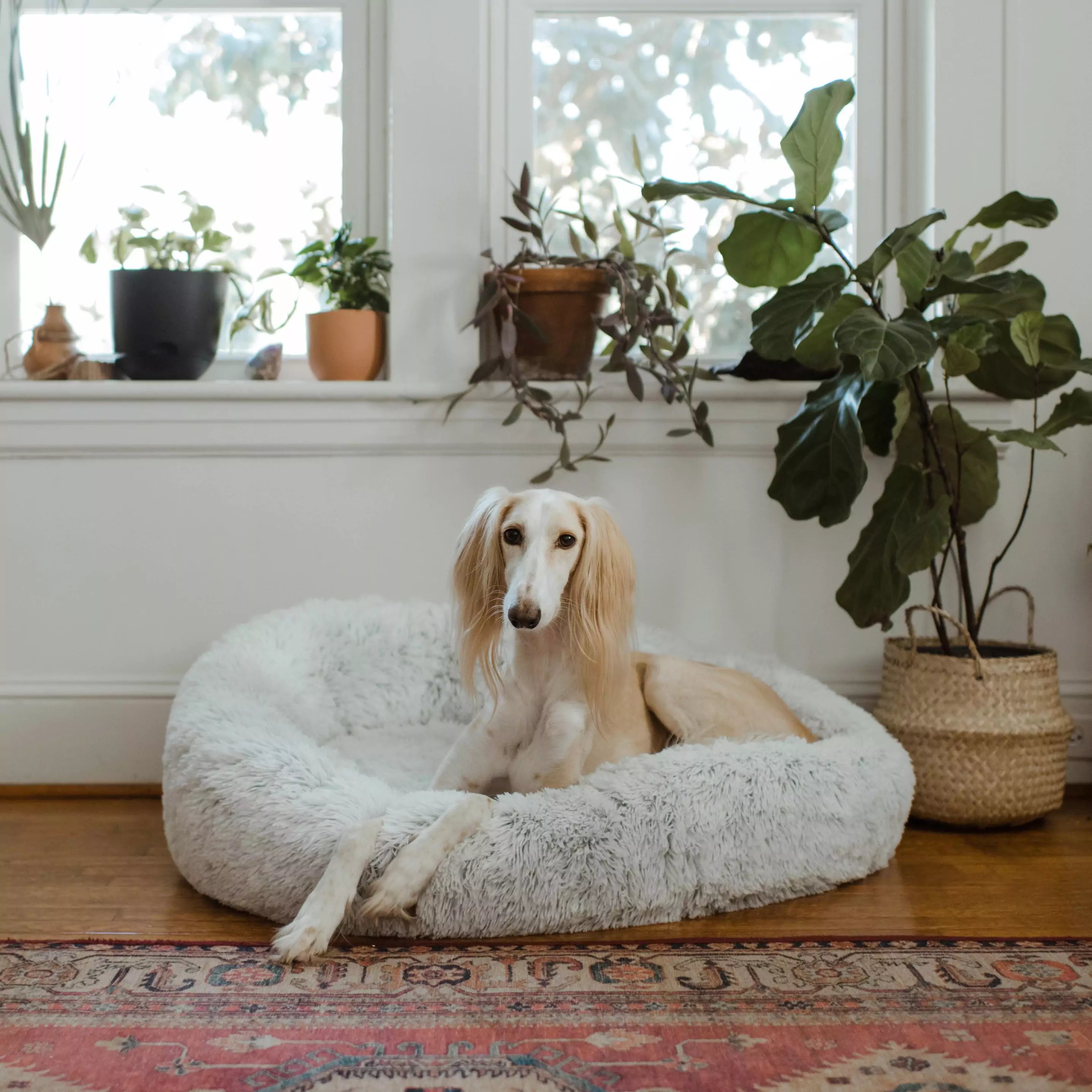 Canine Culture Dog Beds