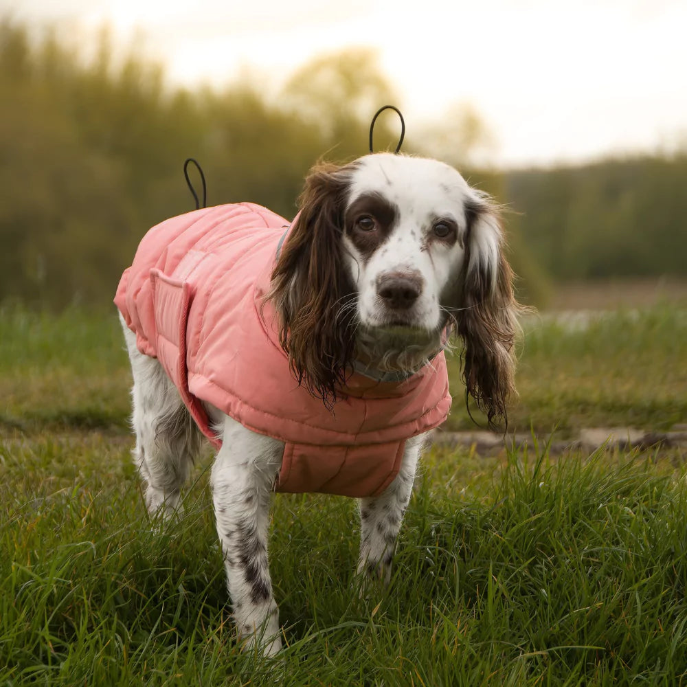 Canine Culture Dog Coats