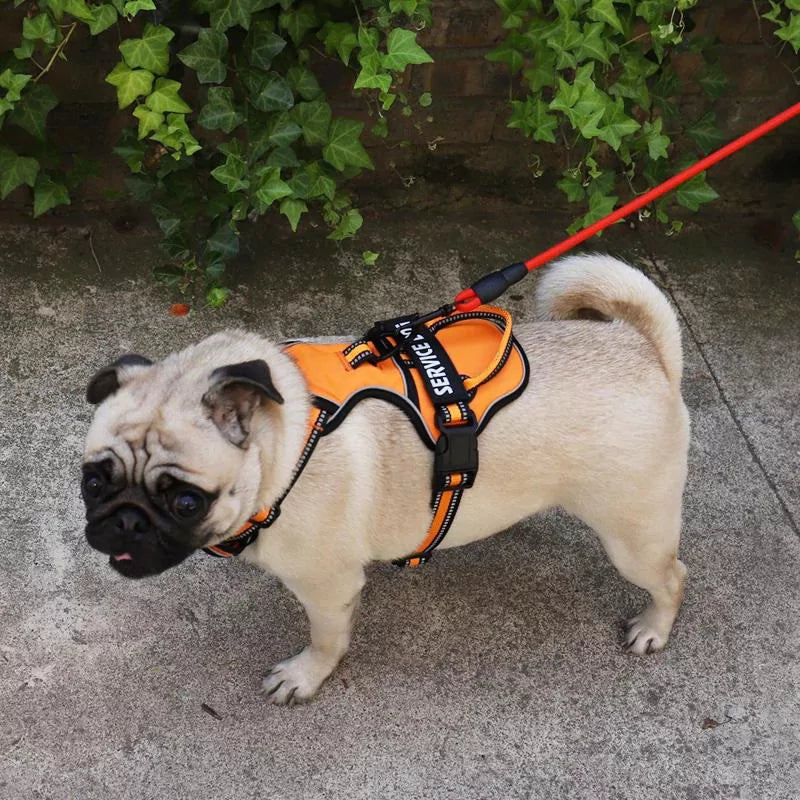 Orange Cyan Custom Canine Dog Y Harness | 2TLE