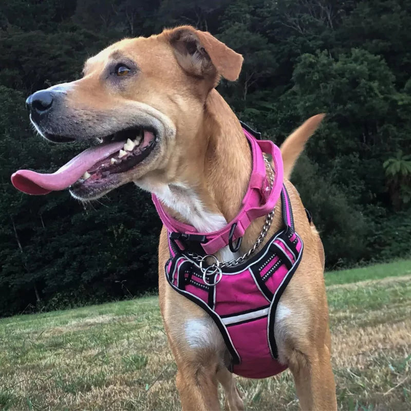 Pink Custom Canine Dog Y Harness