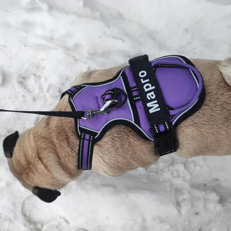 Purple Custom Canine Dog Y Harness | 2TLE