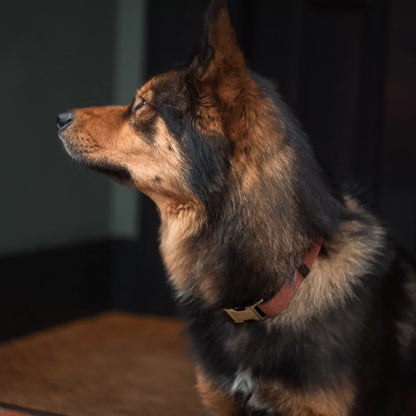Custom Artisan Dog Collar Lead Personalised Canine Culture 