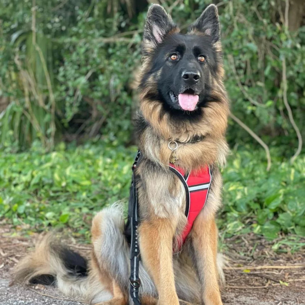 Custom Canine Dog Harness Canine Culture Y Shape Front