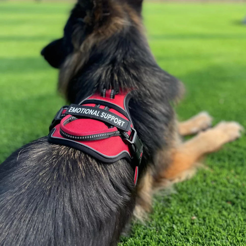 Custom Canine Dog Harness Canine Culture Y Shape Front