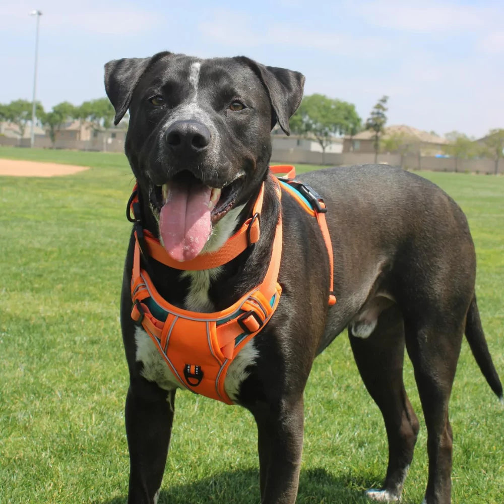 Custom Canine Dog Harness Canine Culture Y Shape Front With Front Clip 