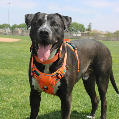 Custom Canine Dog Harness Canine Culture Y Shape Front With Front Clip 