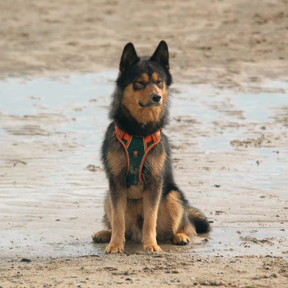Custom Canine Dog Harness Canine Culture Y Shape Front With Front Clip 
