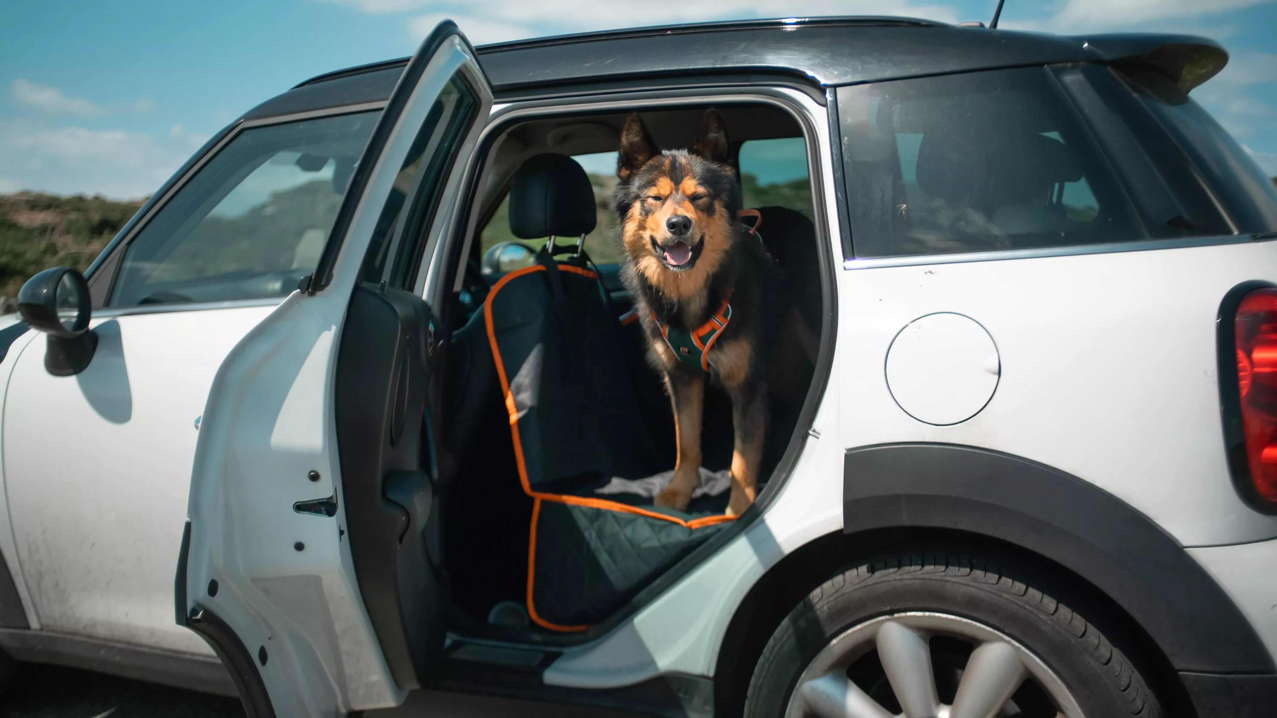 DOG CAR SEAR COVERS CANINE CULTURE