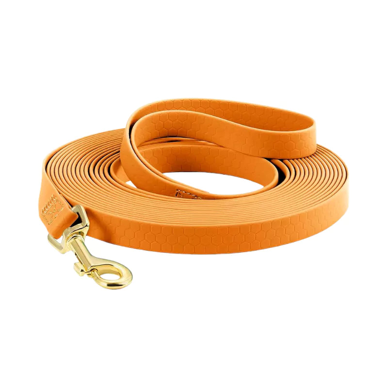 long dog leash canine culture