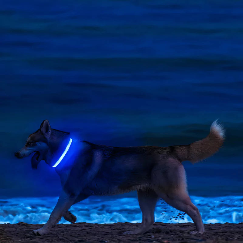 LED Dog Collar Waterproof Canine Culture