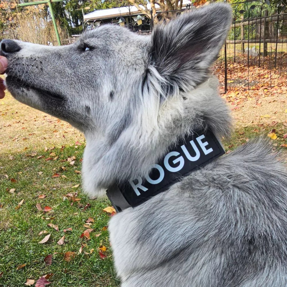 LUXURY VELCRO DOG COLLAR CANINE CULTURE