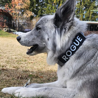 LUXURY VELCRO DOG COLLAR