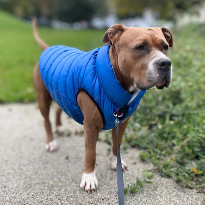 Neon Blue Reversible Dog Coat | Waterproof & Ultra-Padded