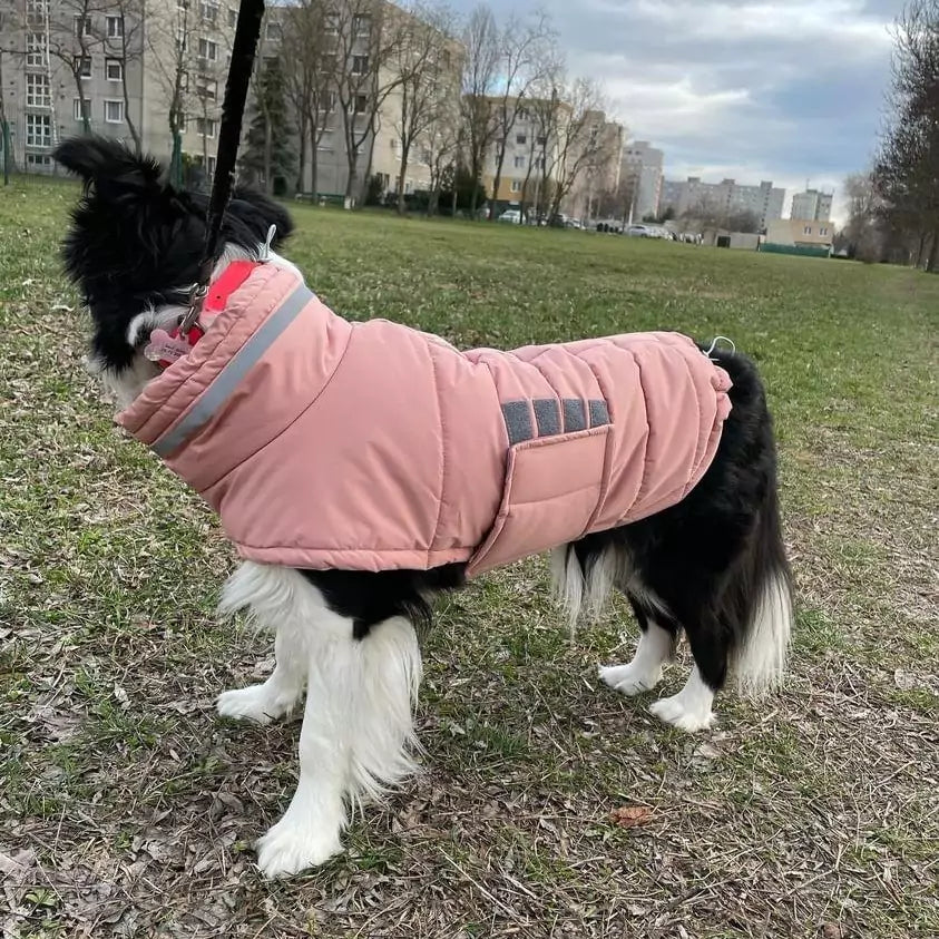 canine culture dog coat