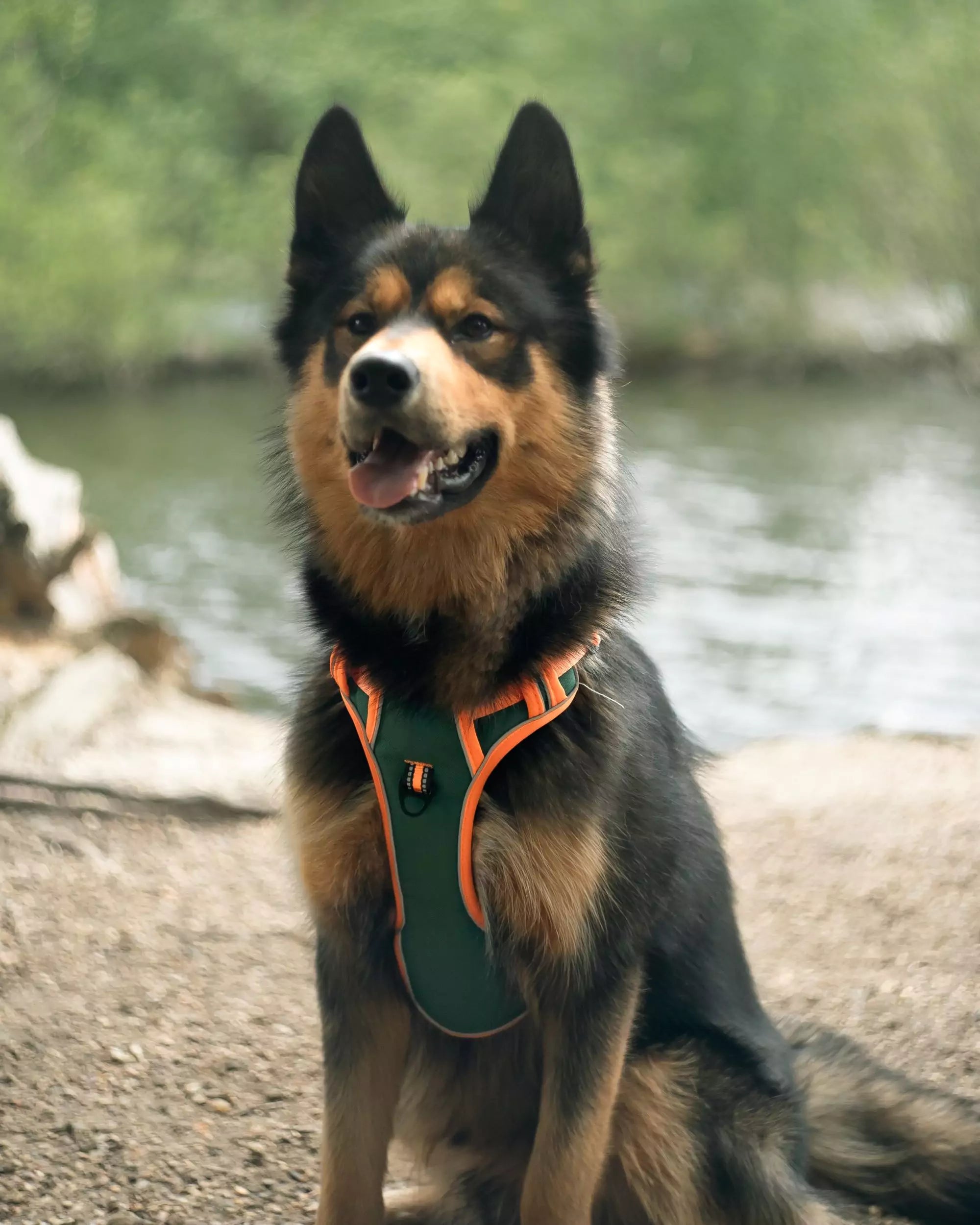 CANINE CULTURE DOG HARNESS